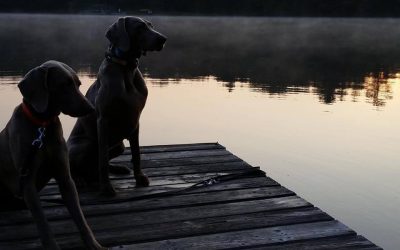 Waypoint weimaraners store