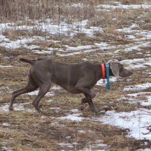 pointing weimaraner