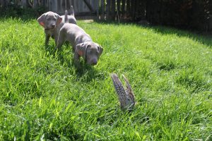 weimaraner puppies pointing