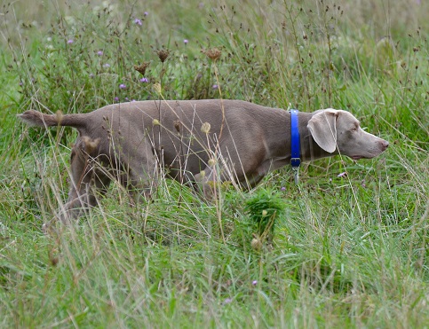 Waypoint weimaraners store