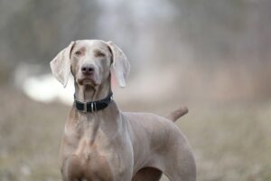 Waypoint Weimaraner Trudy in the Field.