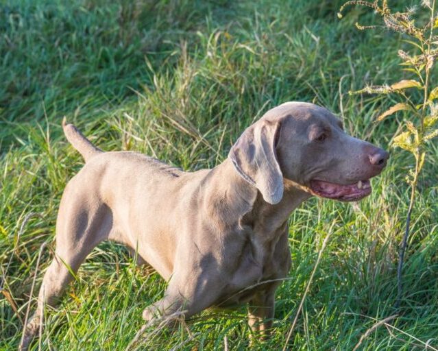 Felix the weimaraner