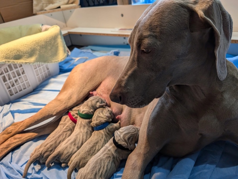New Litter