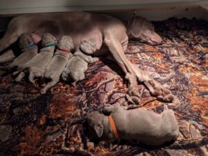 new litter 2